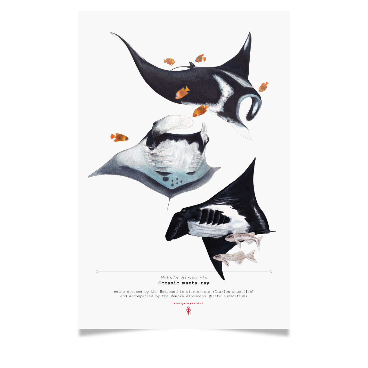 Scientific Illustrations