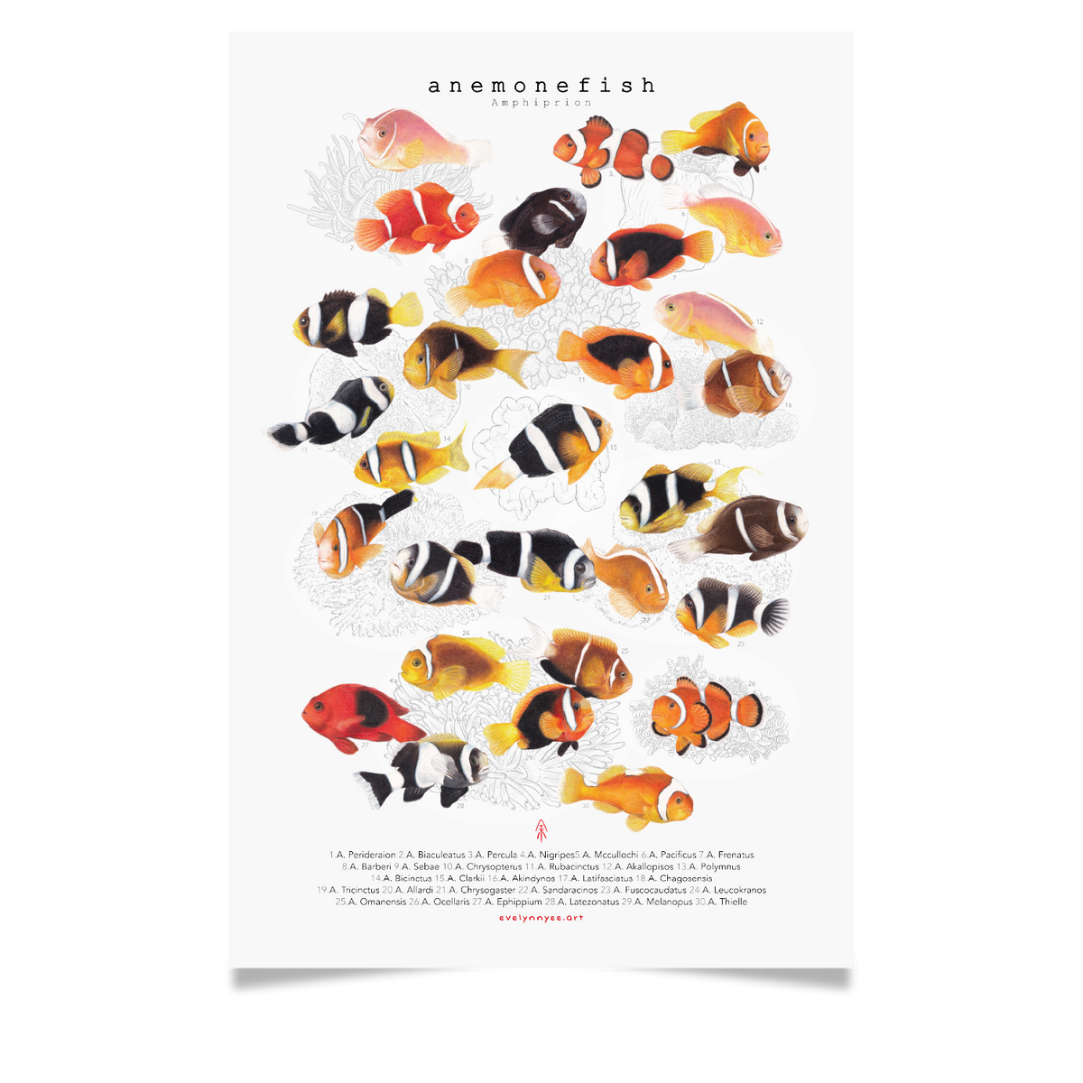 Amphiprion