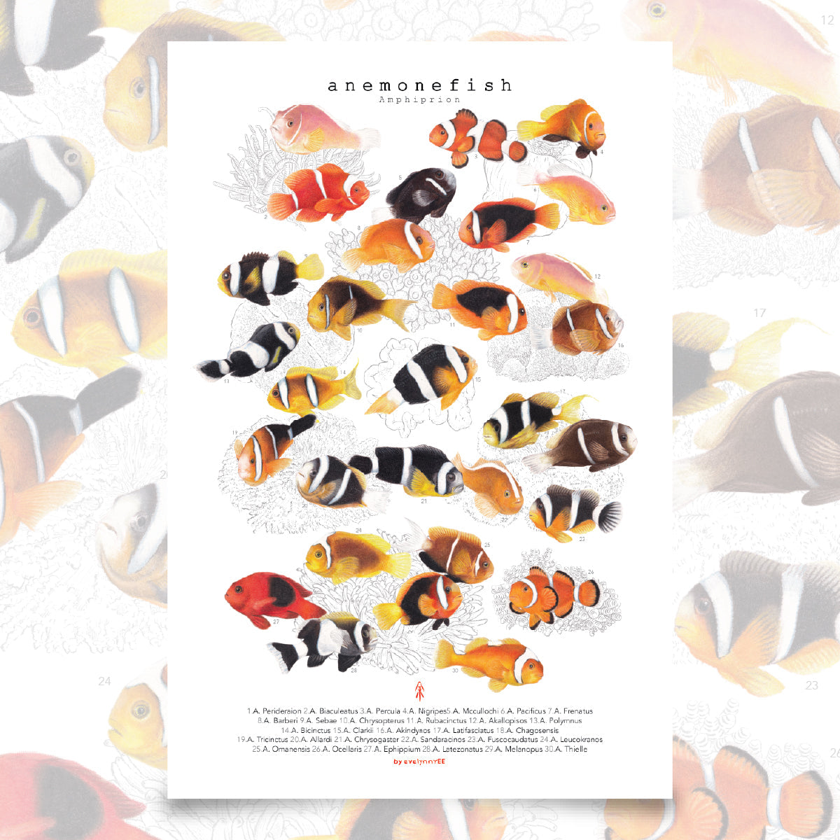 Amphiprion
