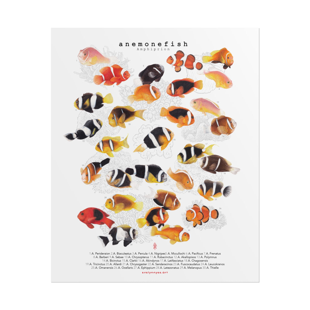 Amphiprion v1, Portrait