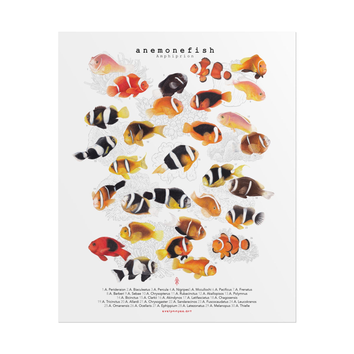 Amphiprion v1, Portrait