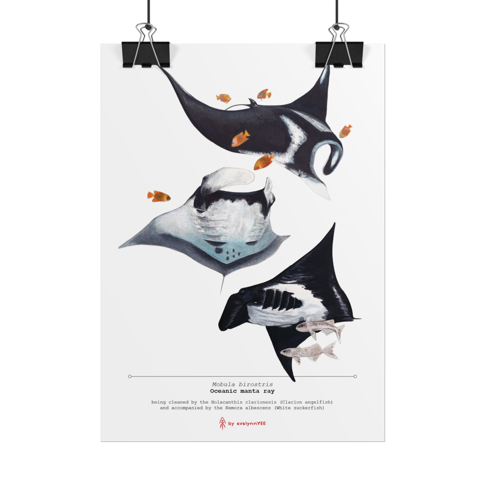 Oceanic Manta Rays (Vertical)