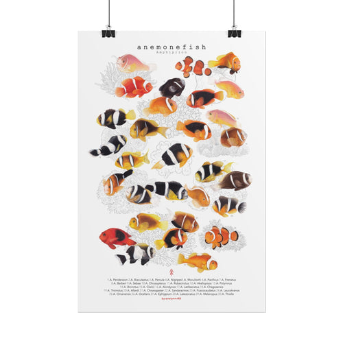 Amphiprion (Version A, Vertical)