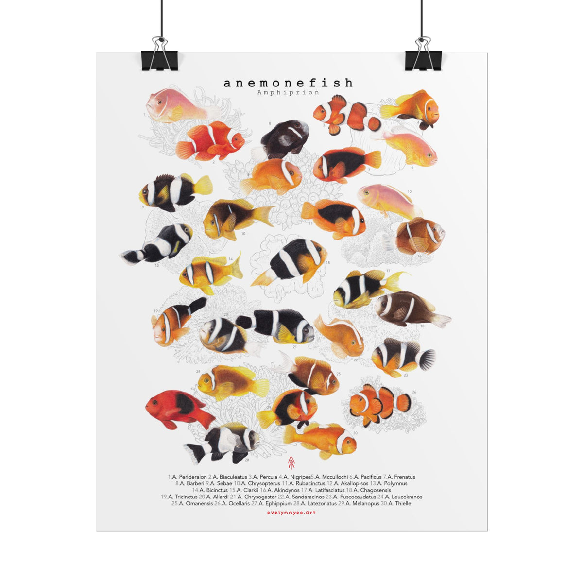 Amphiprion v1, Portrait