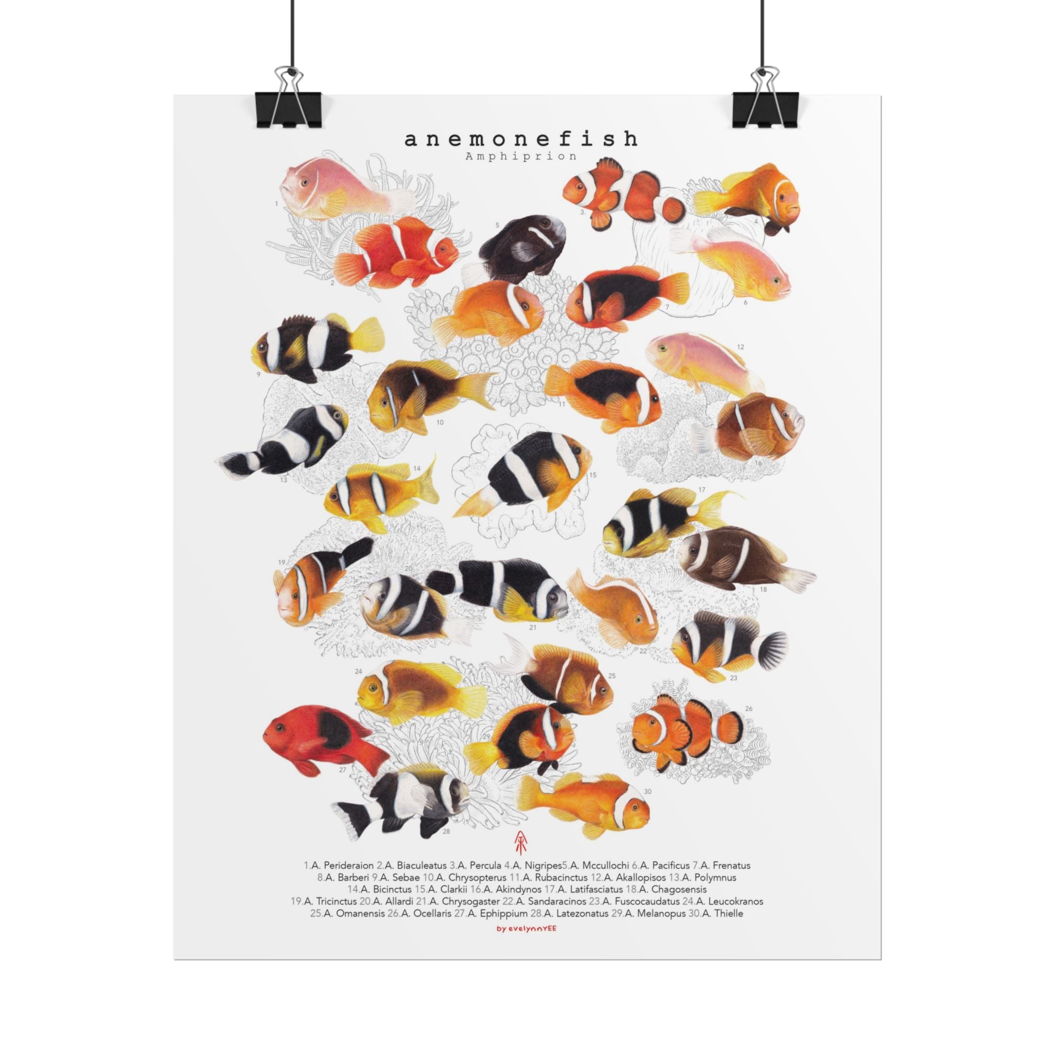 Amphiprion (Version A, Vertical)