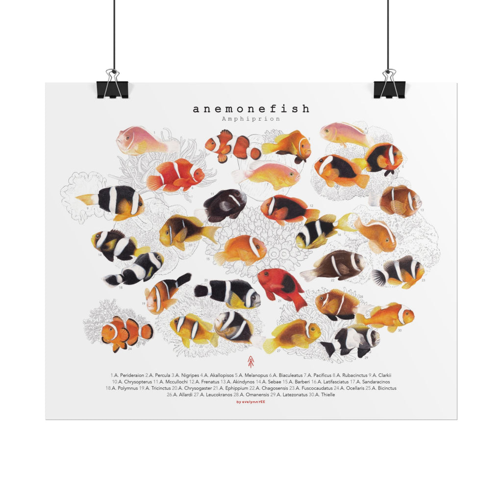 Amphiprion (Version A, Horizontal)