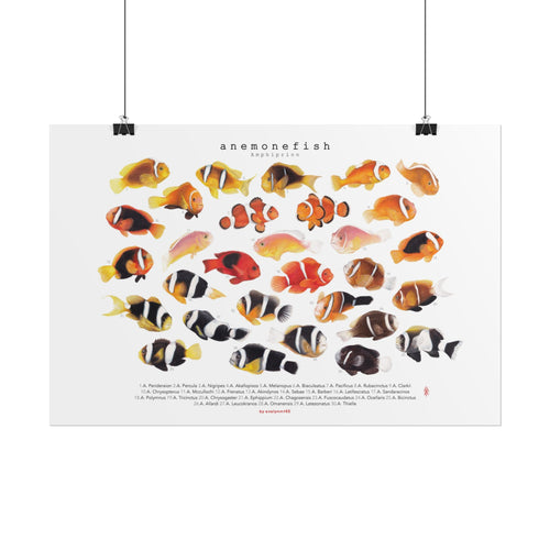 Amphiprion Version B (Horizontal)