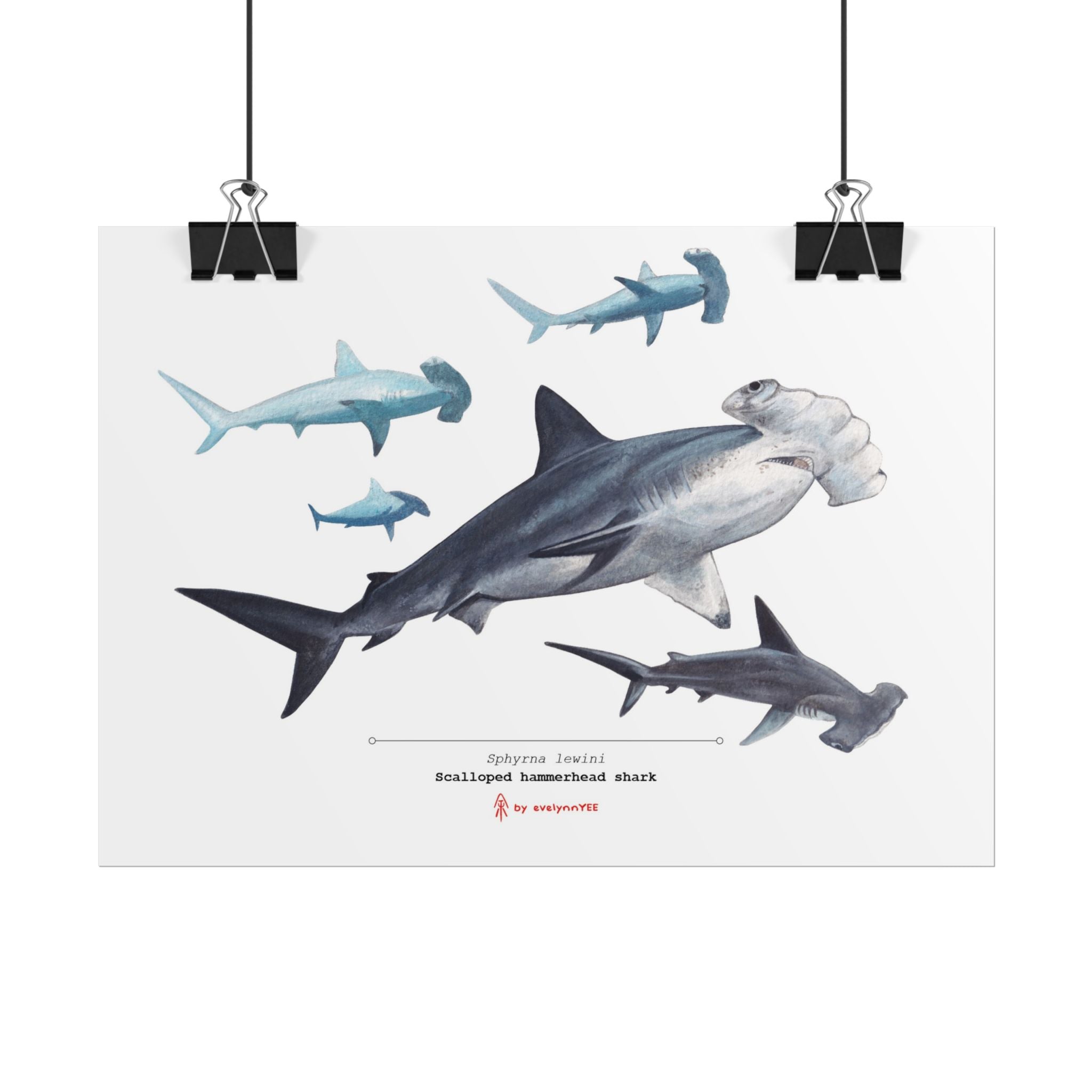 Scalloped hammerhead shark