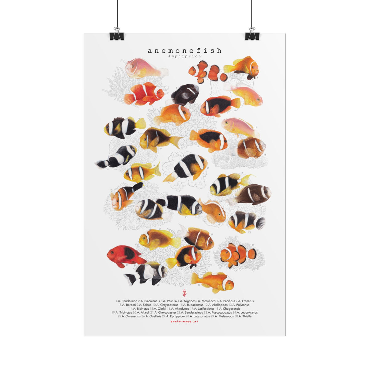 Amphiprion v1, Portrait