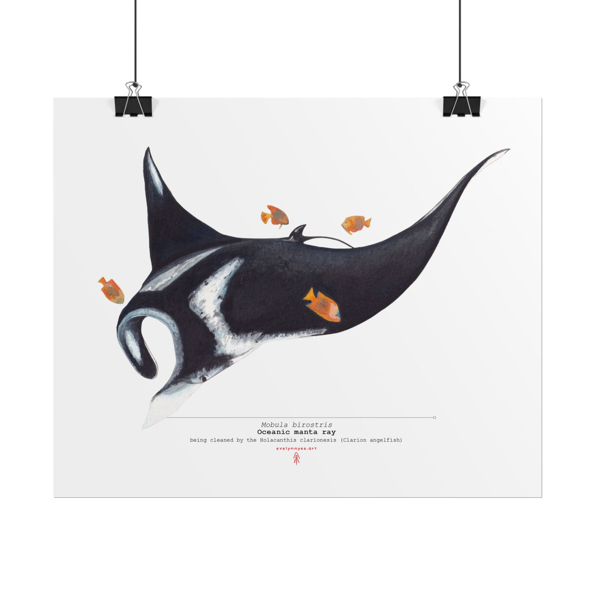 Oceanic Manta Ray
