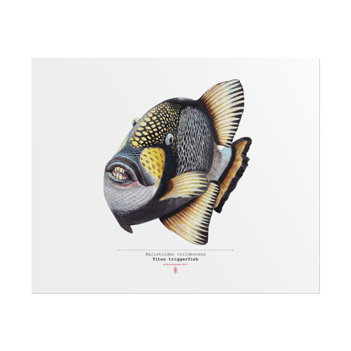 Titan Triggerfish
