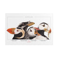 The Puffins