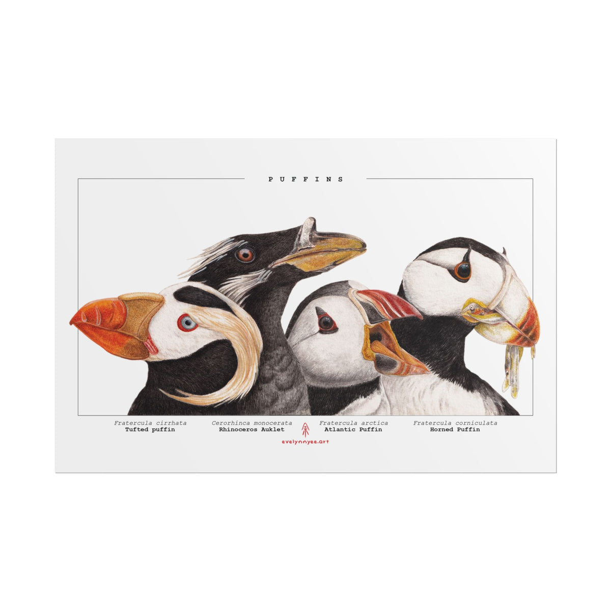 The Puffins
