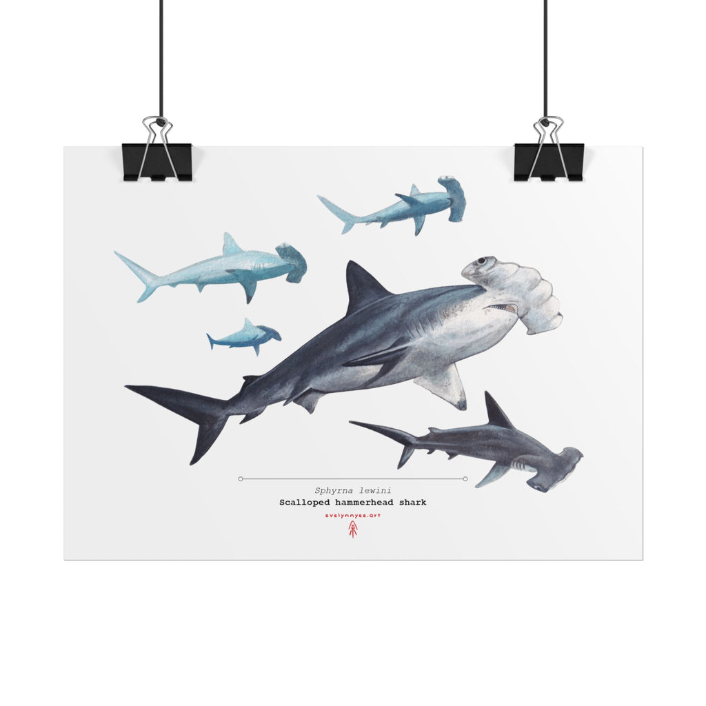 Scalloped hammerhead shark