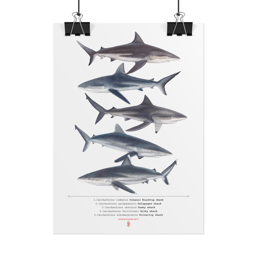 Carcharhinus