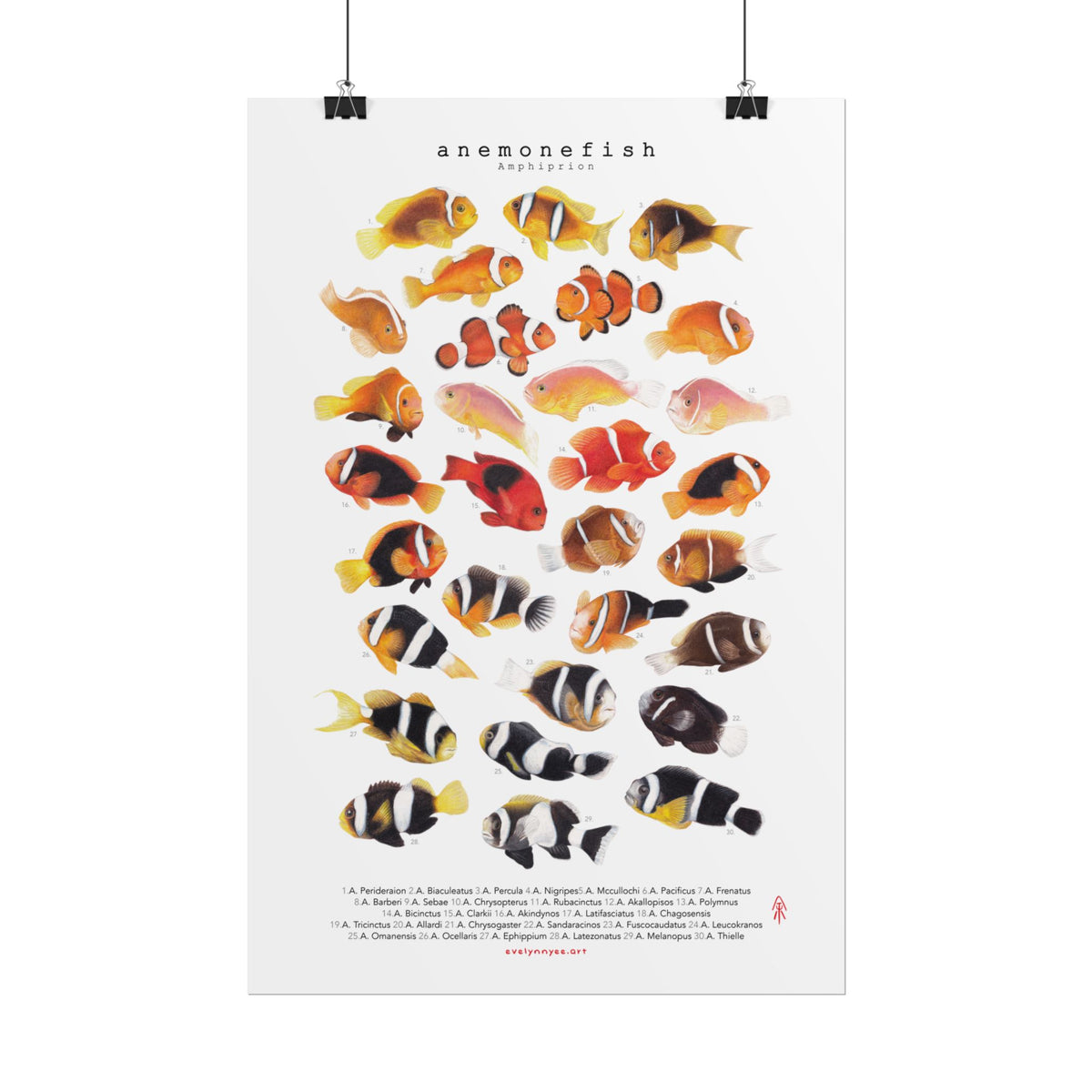 Amphiprion v2, Portrait