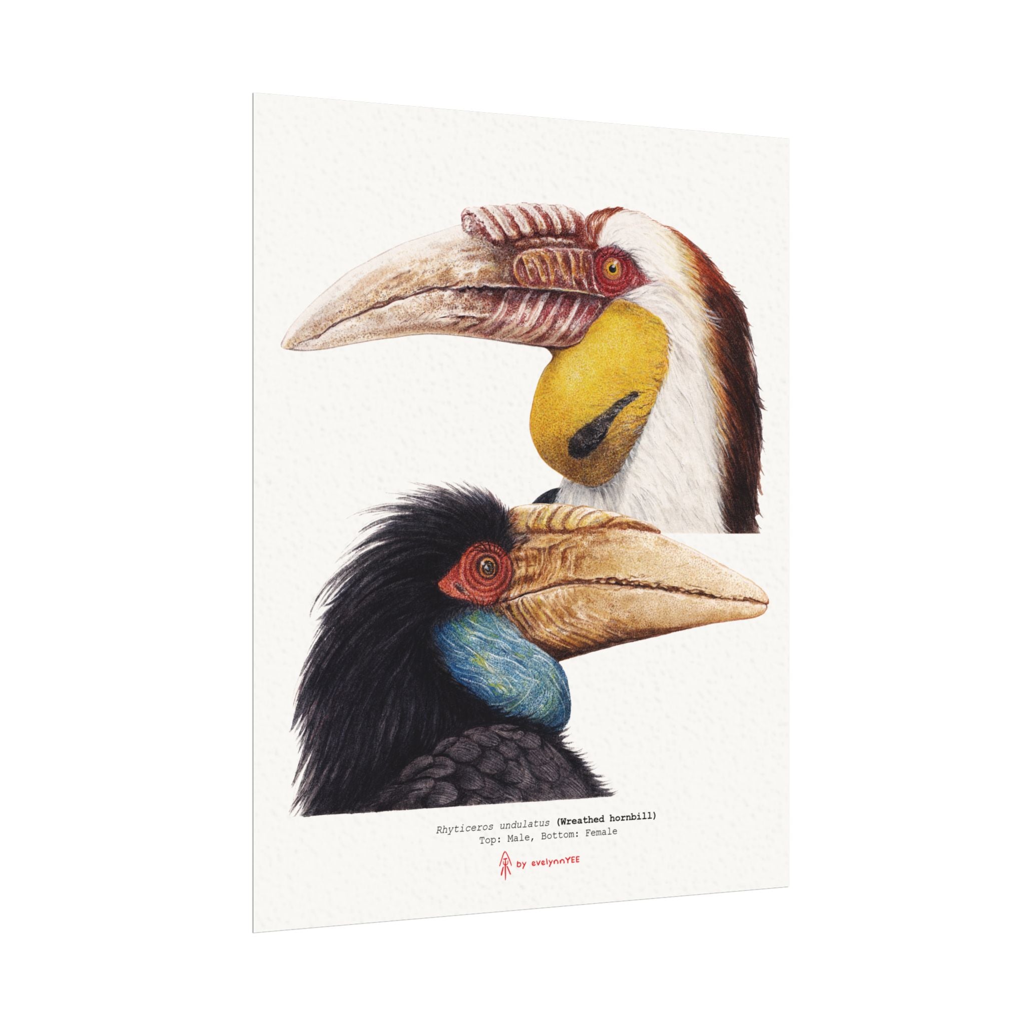 Wreathed Hornbill