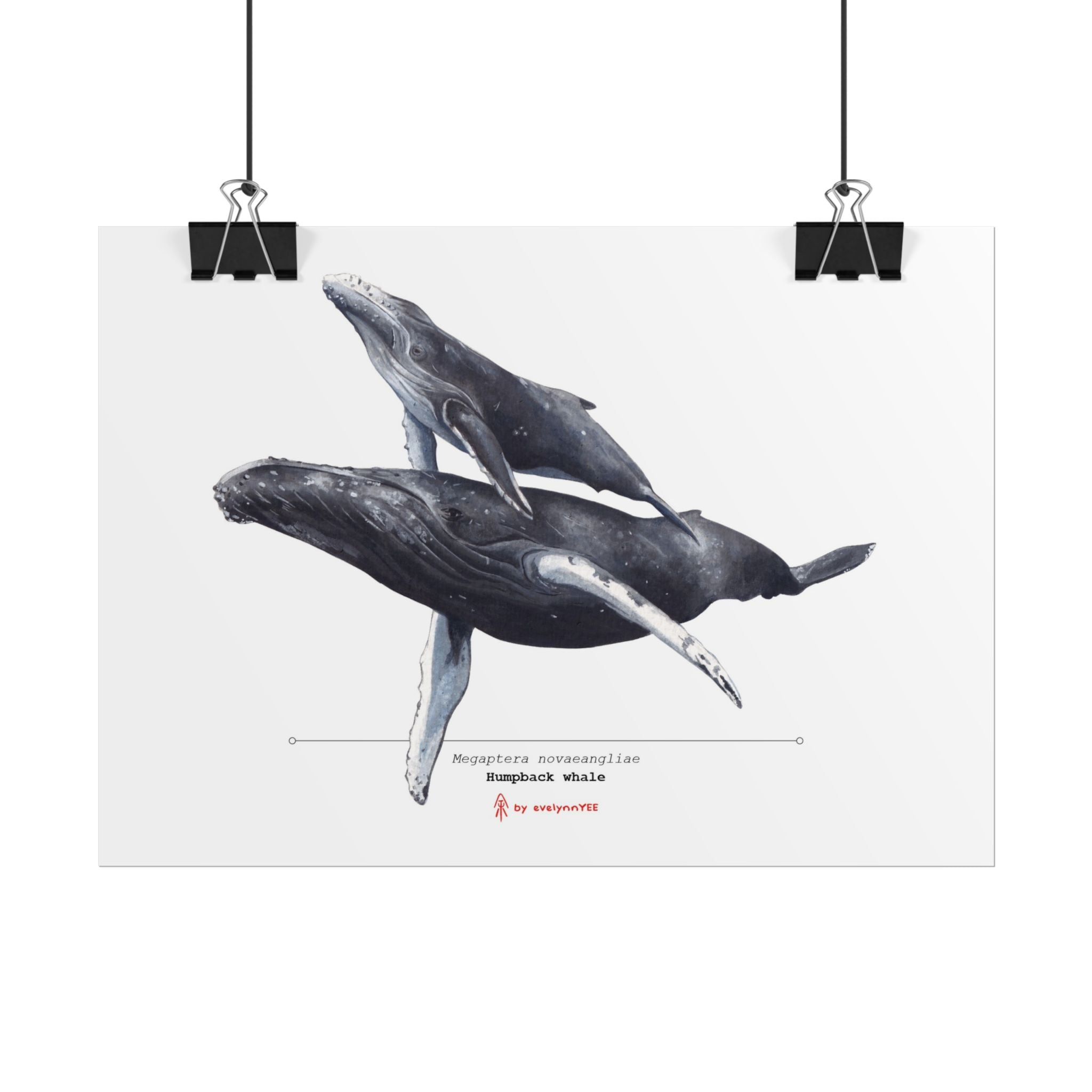 Rolled Posters