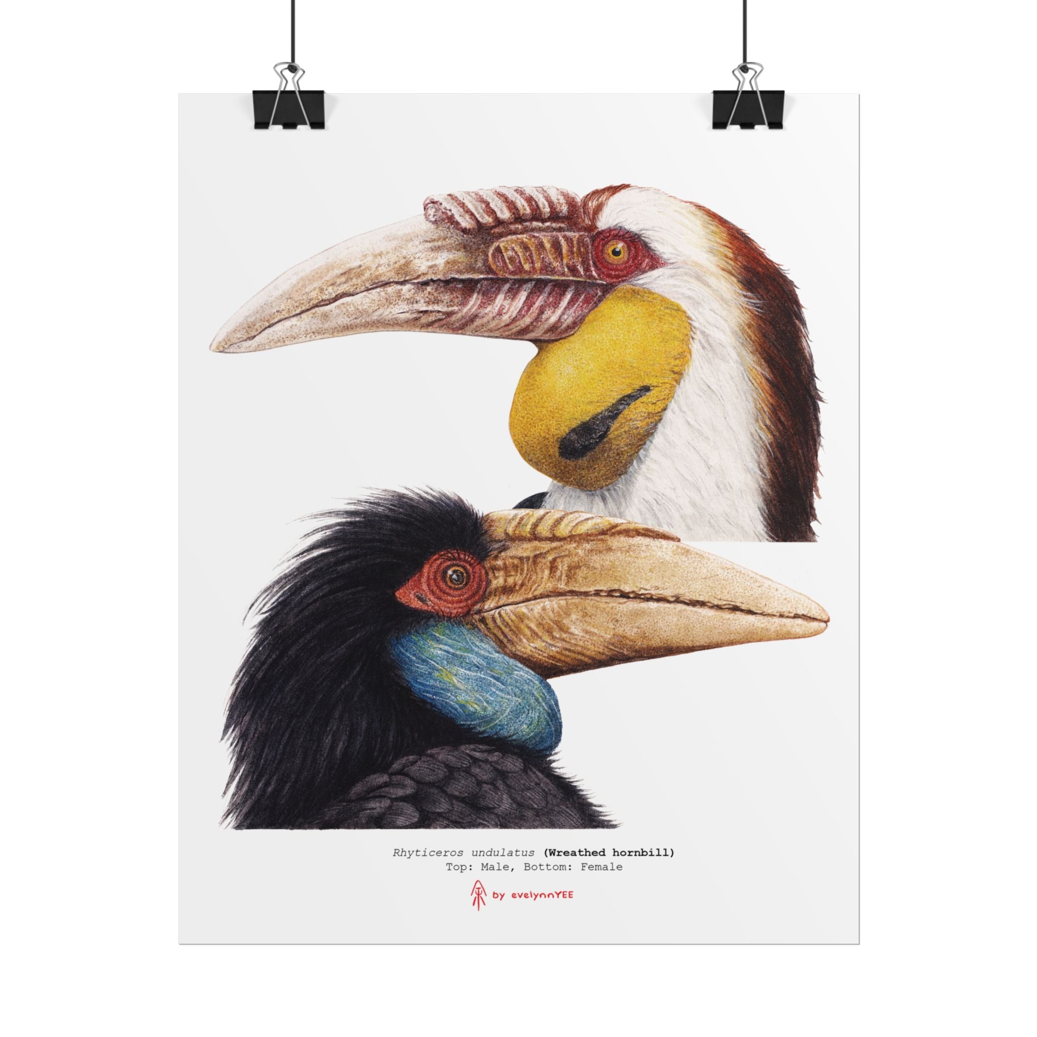 Wreathed Hornbill