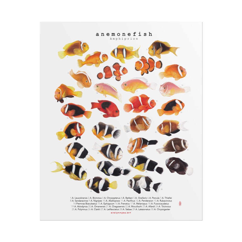 Amphiprion v2, Portrait