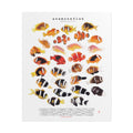 Amphiprion v2, Portrait
