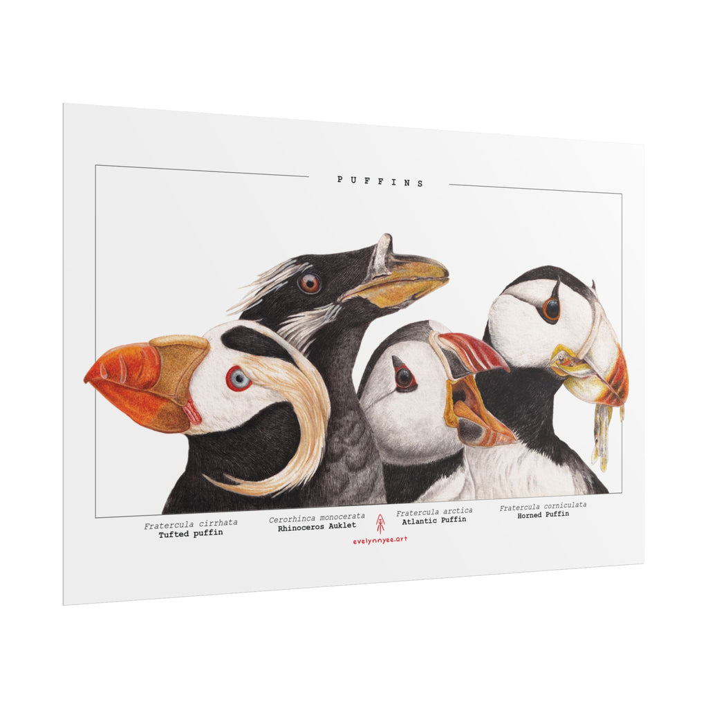 The Puffins