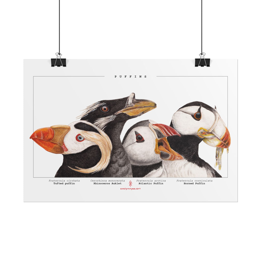 The Puffins