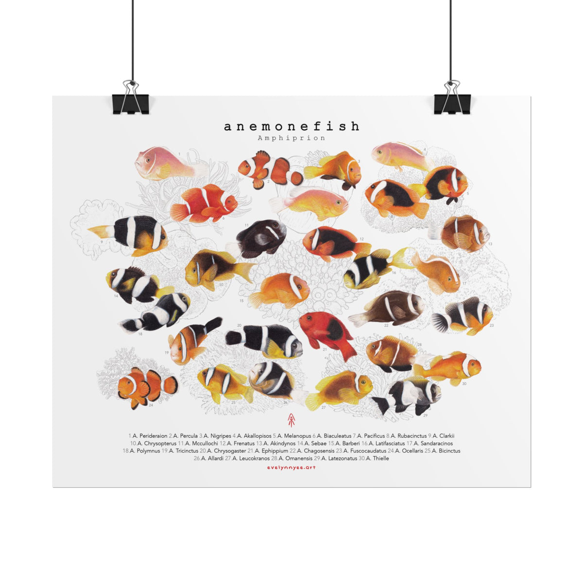 Amphiprion v1, Landscape
