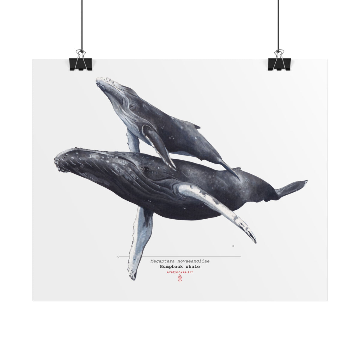 Humpback Whale