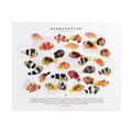 Amphiprion v1, Landscape
