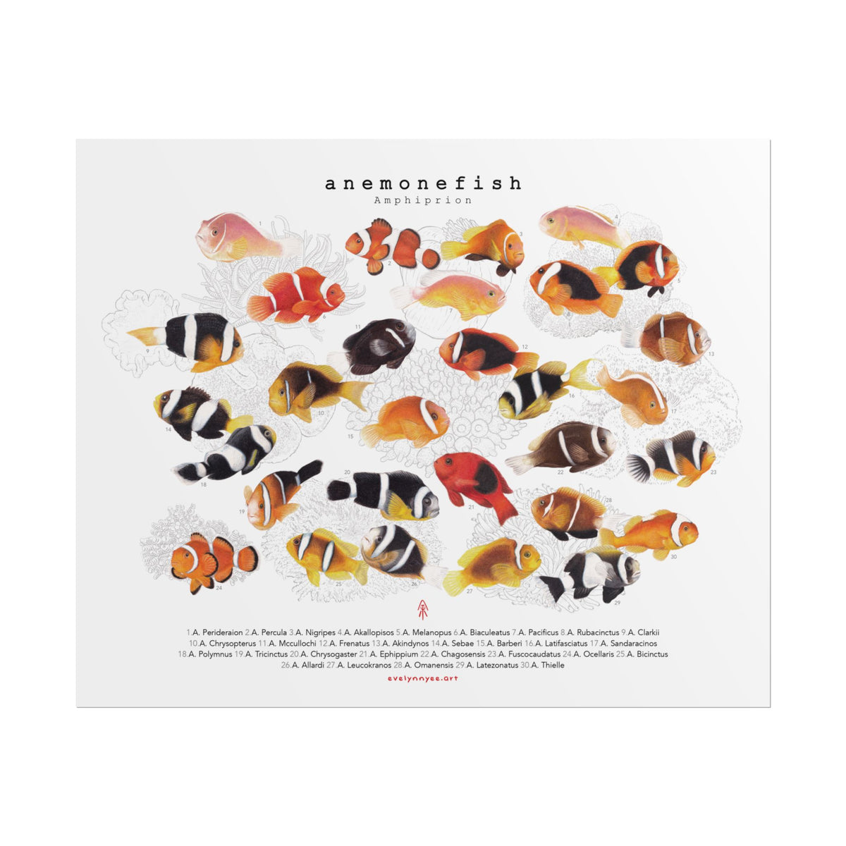 Amphiprion v1, Landscape