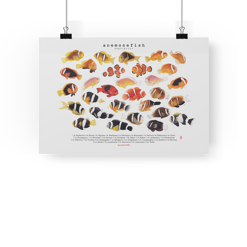 Amphiprion Version B (Horizontal)