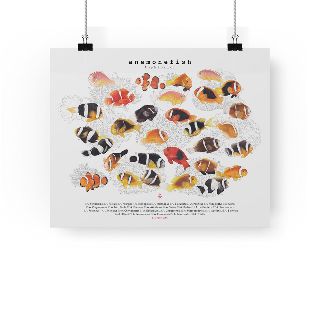 Amphiprion, Version A (Horizontal)