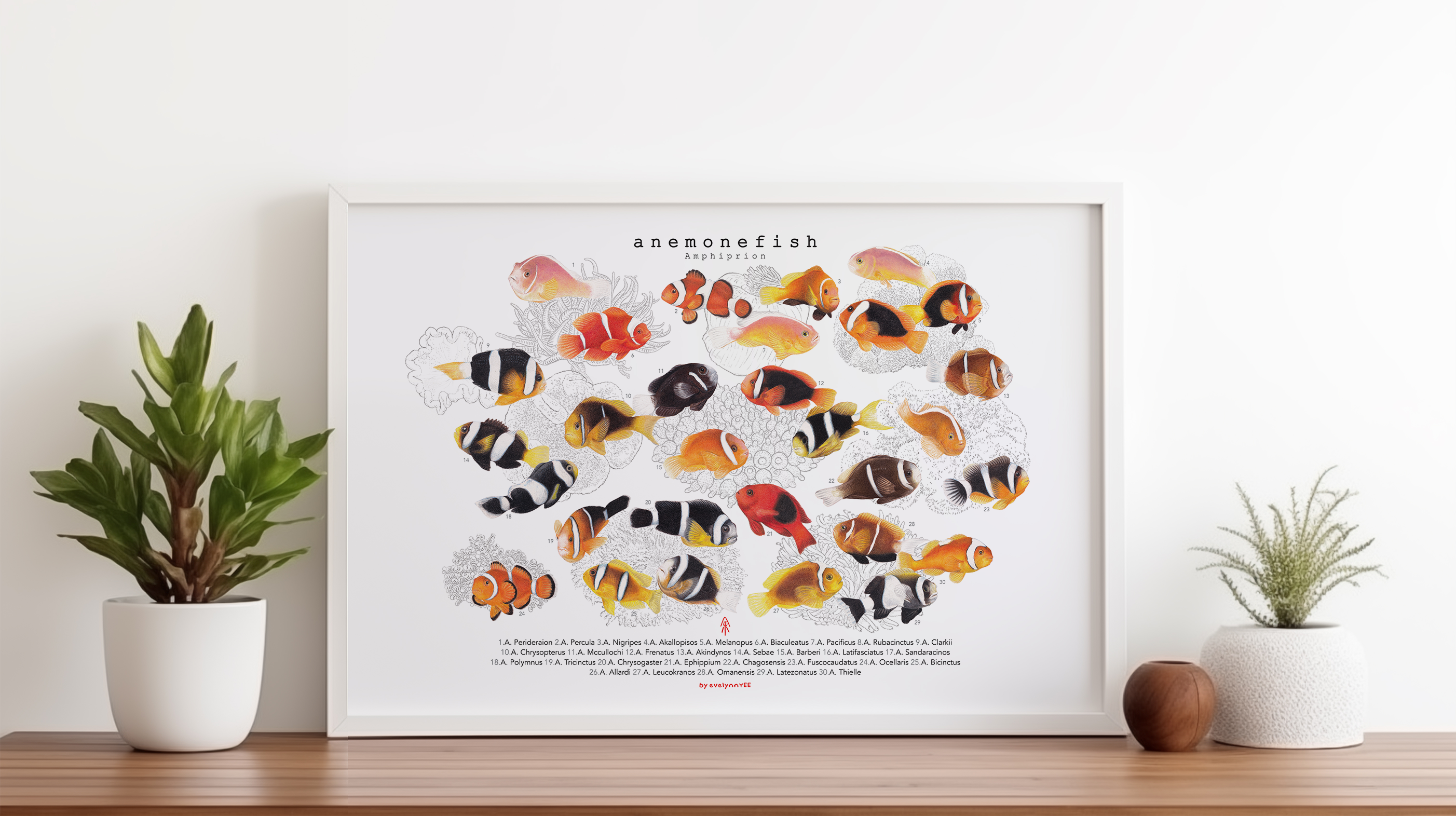 Amphiprion, Version A (Horizontal)