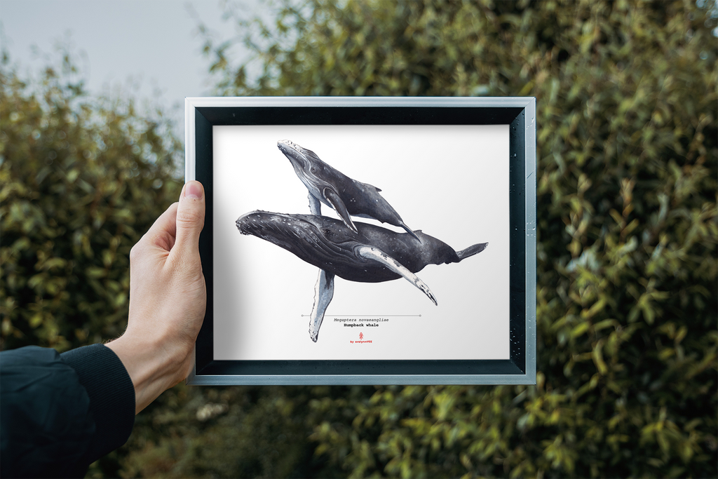 Humpback Whale