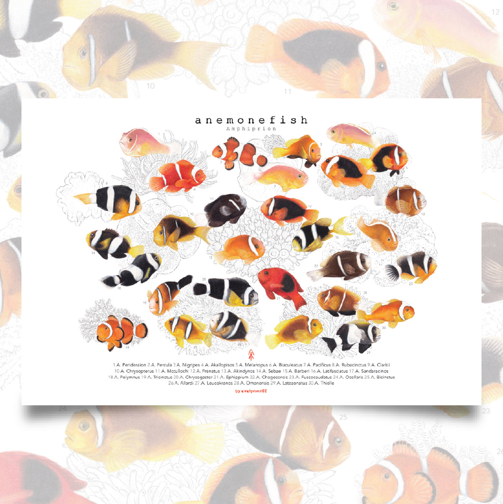 Amphiprion (Version A, Horizontal)