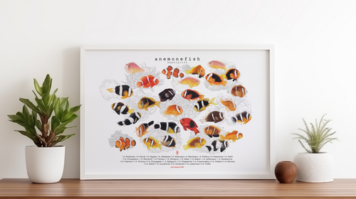Amphiprion v1, Landscape