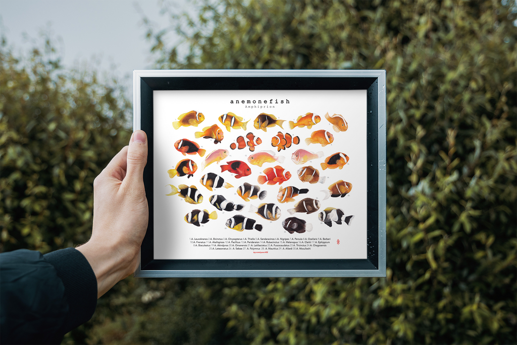 Amphiprion Version B (Horizontal)