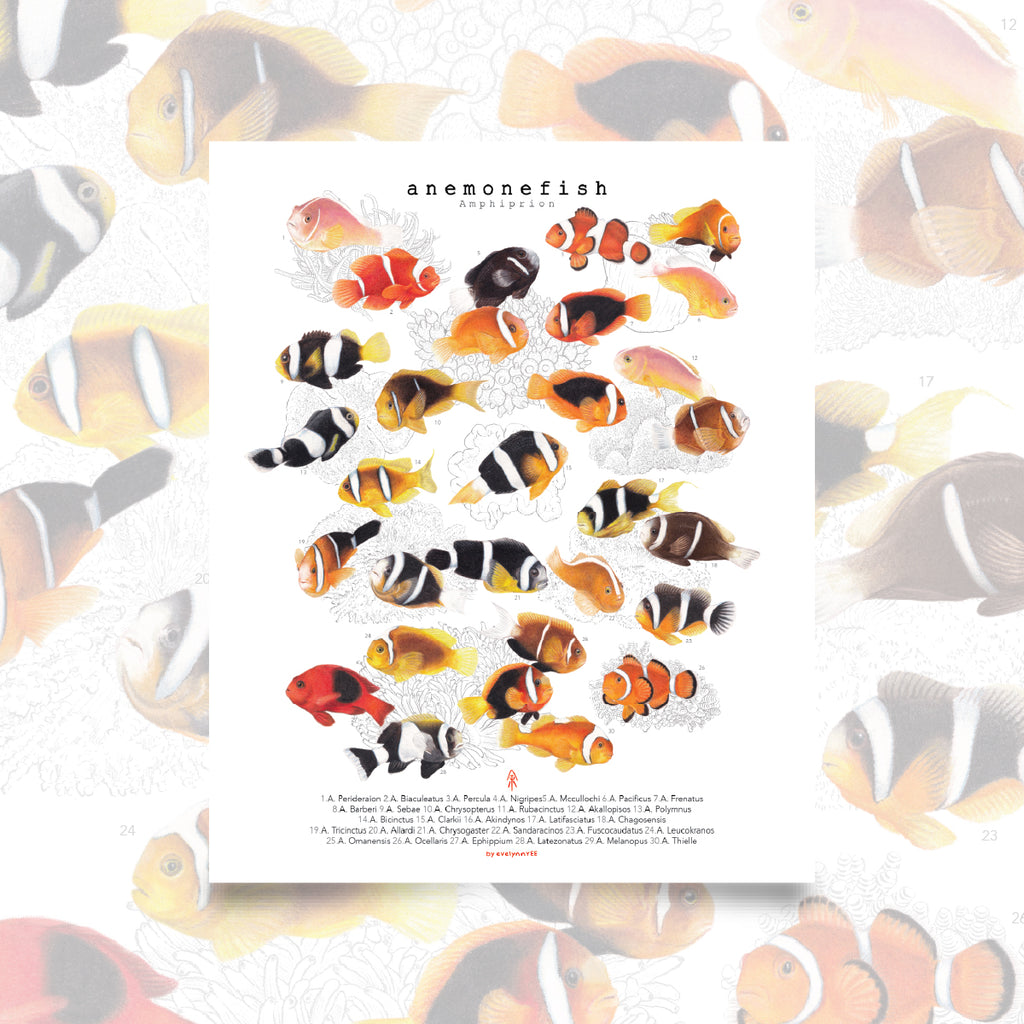 Amphiprion (Version A, Vertical)