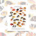 Amphiprion (Version A, Vertical)