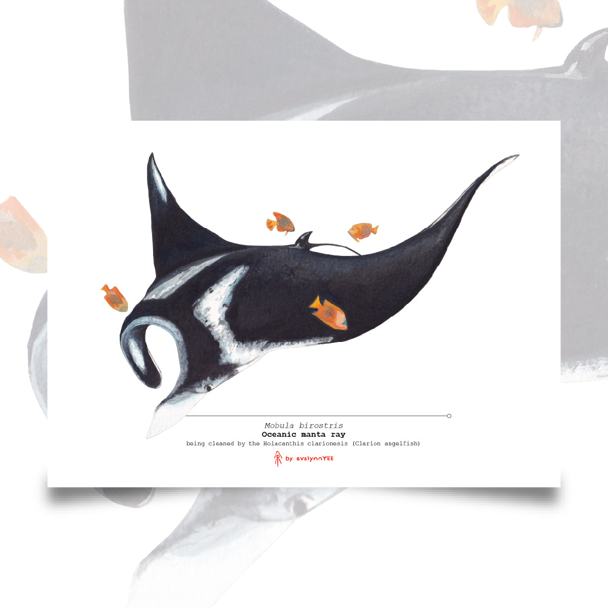 Oceanic Manta Ray