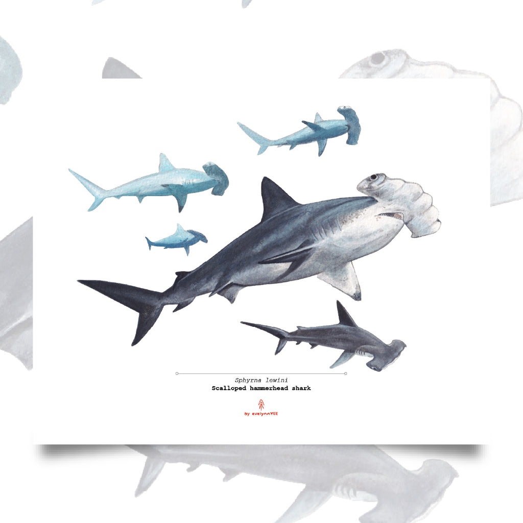 Scalloped hammerhead shark