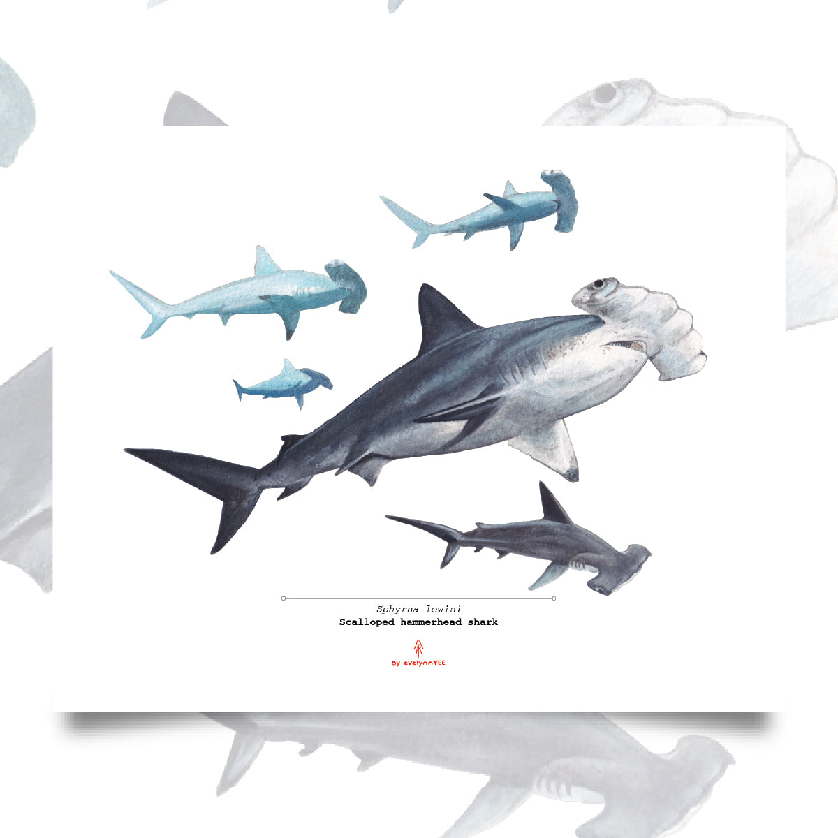 Scalloped hammerhead shark