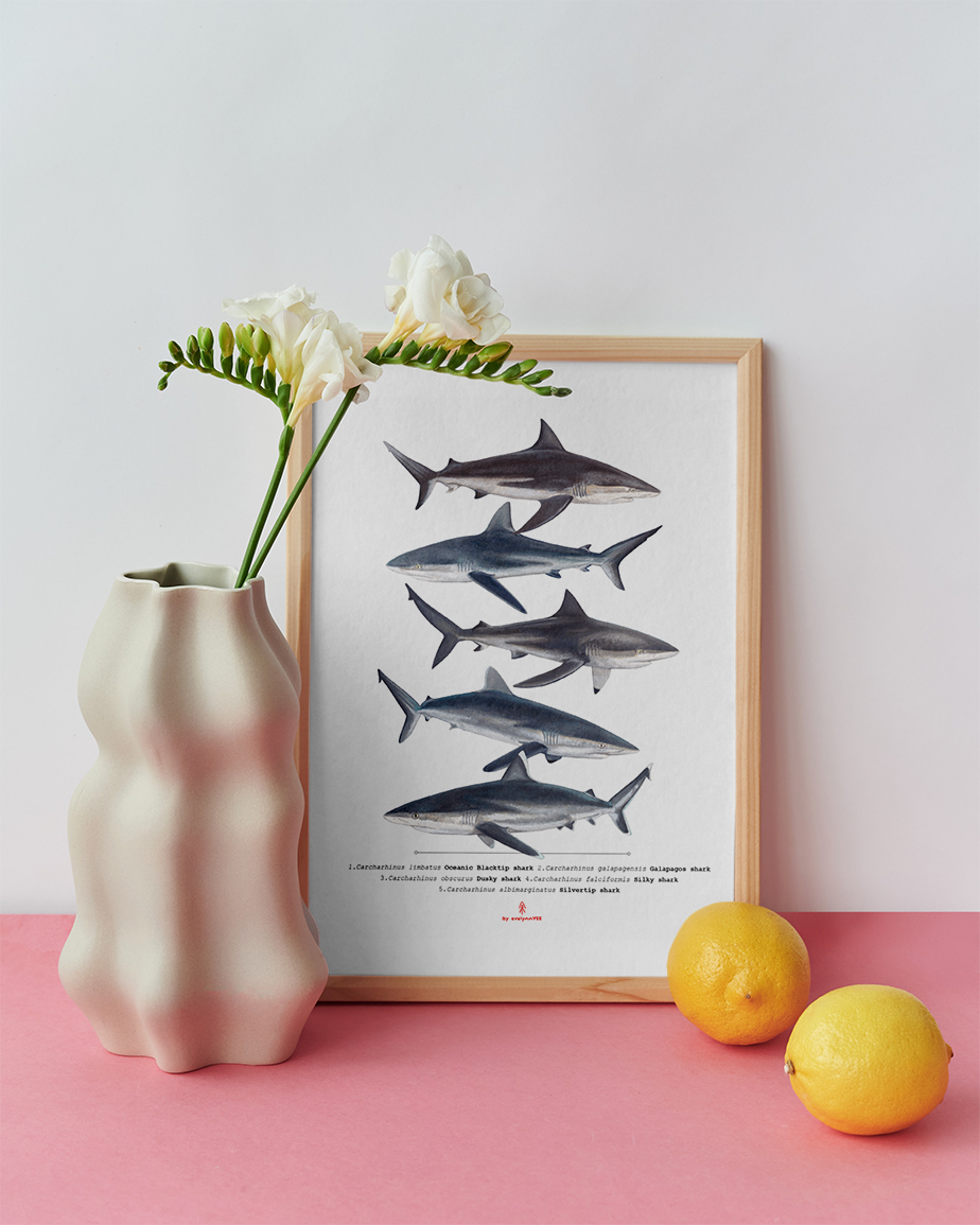 Carcharhinus