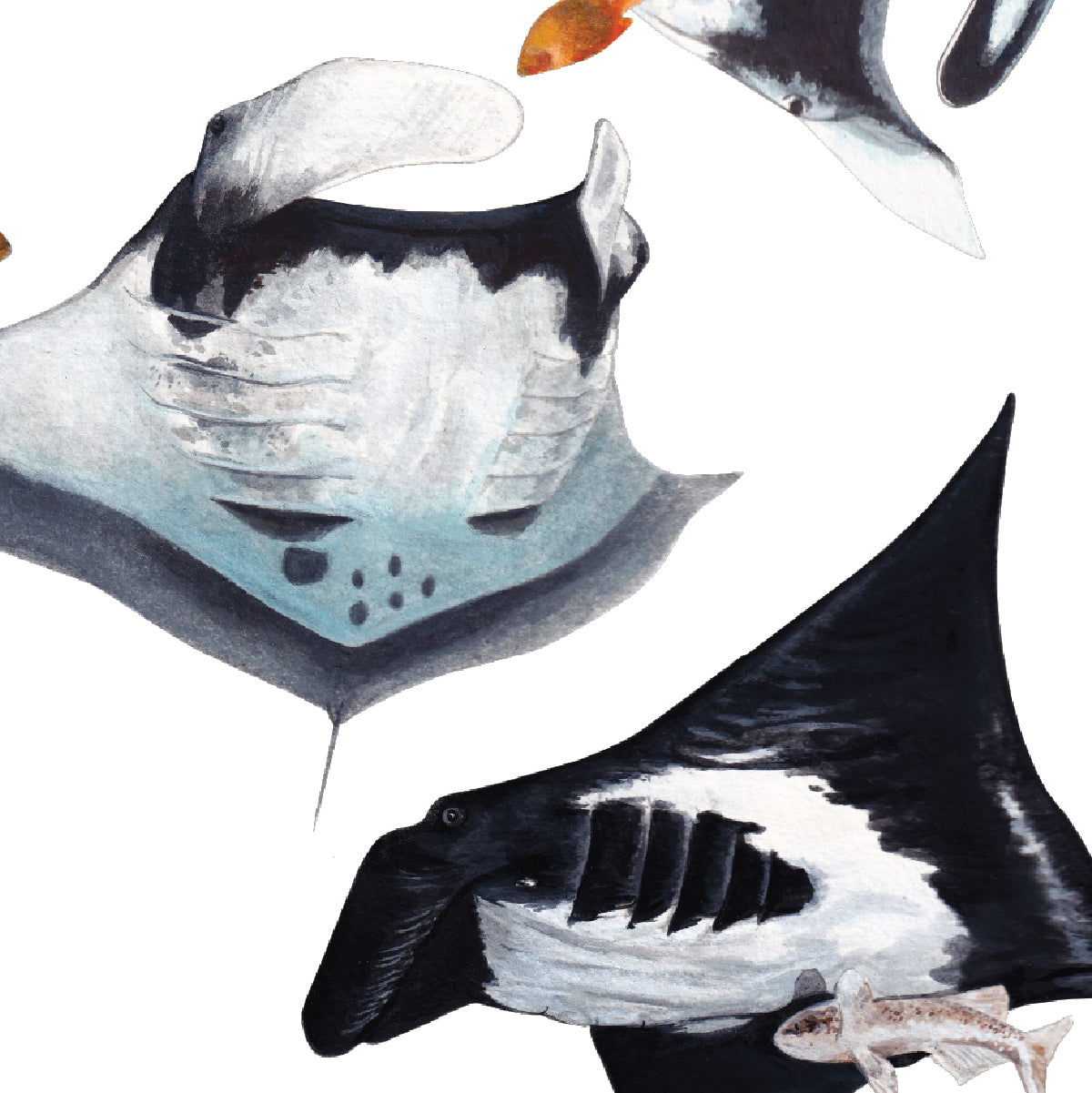 Oceanic Manta Rays (Vertical)