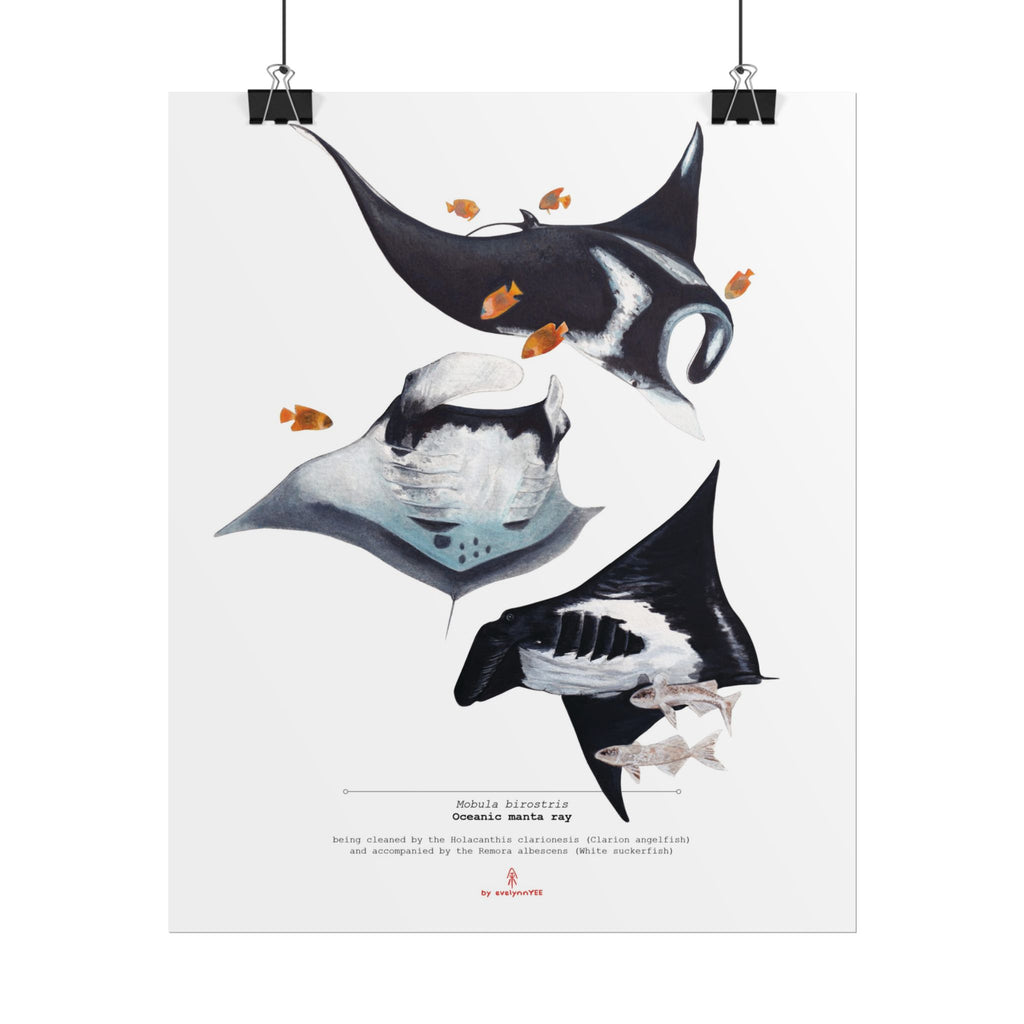 Oceanic Manta Rays (Vertical)
