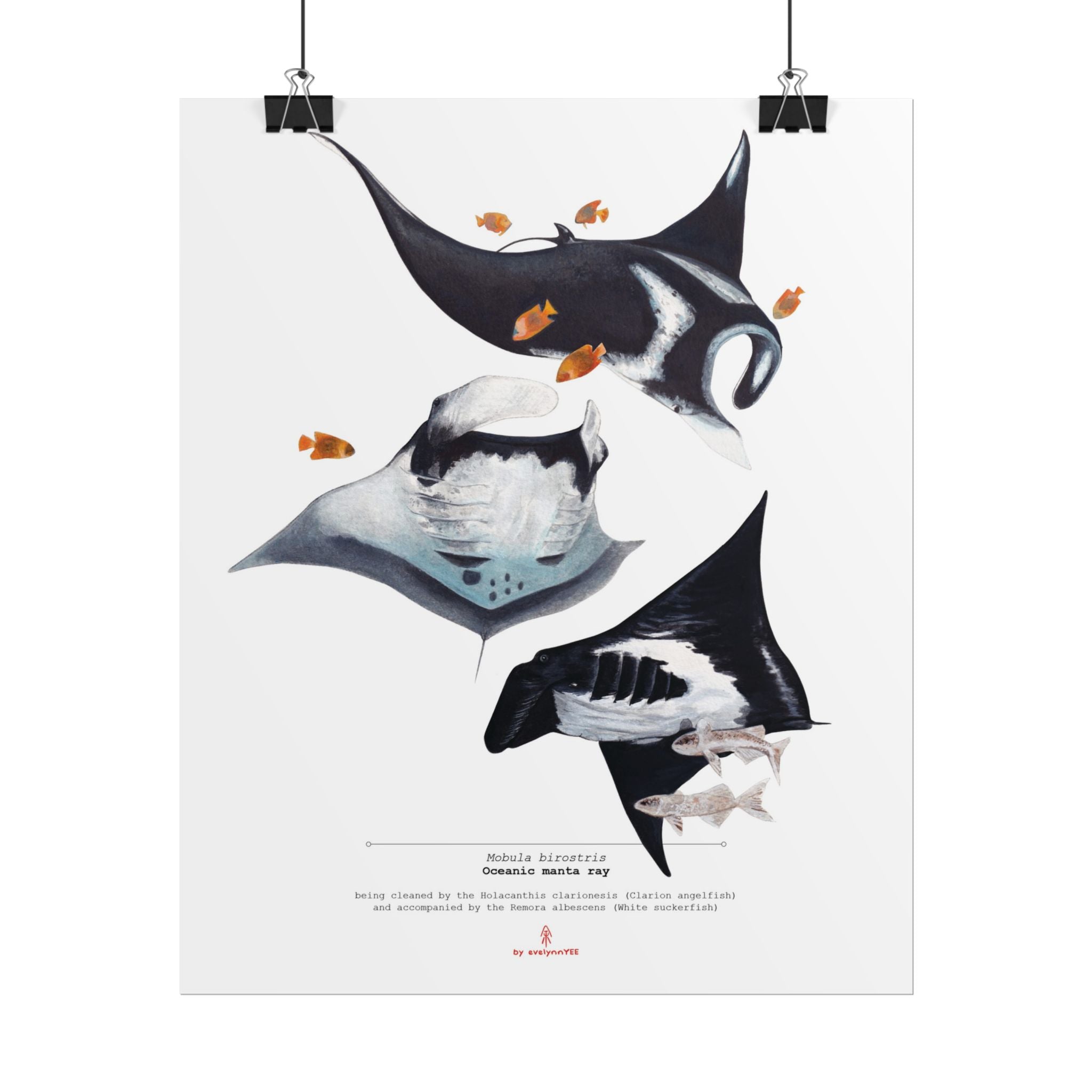 Oceanic Manta Rays (Vertical)