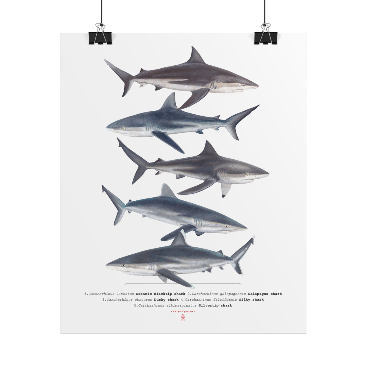 Carcharhinus