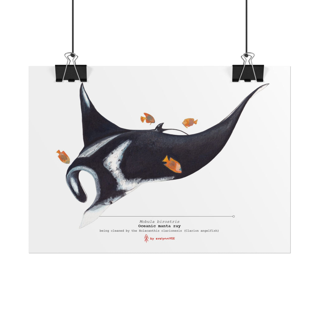 Oceanic Manta Ray