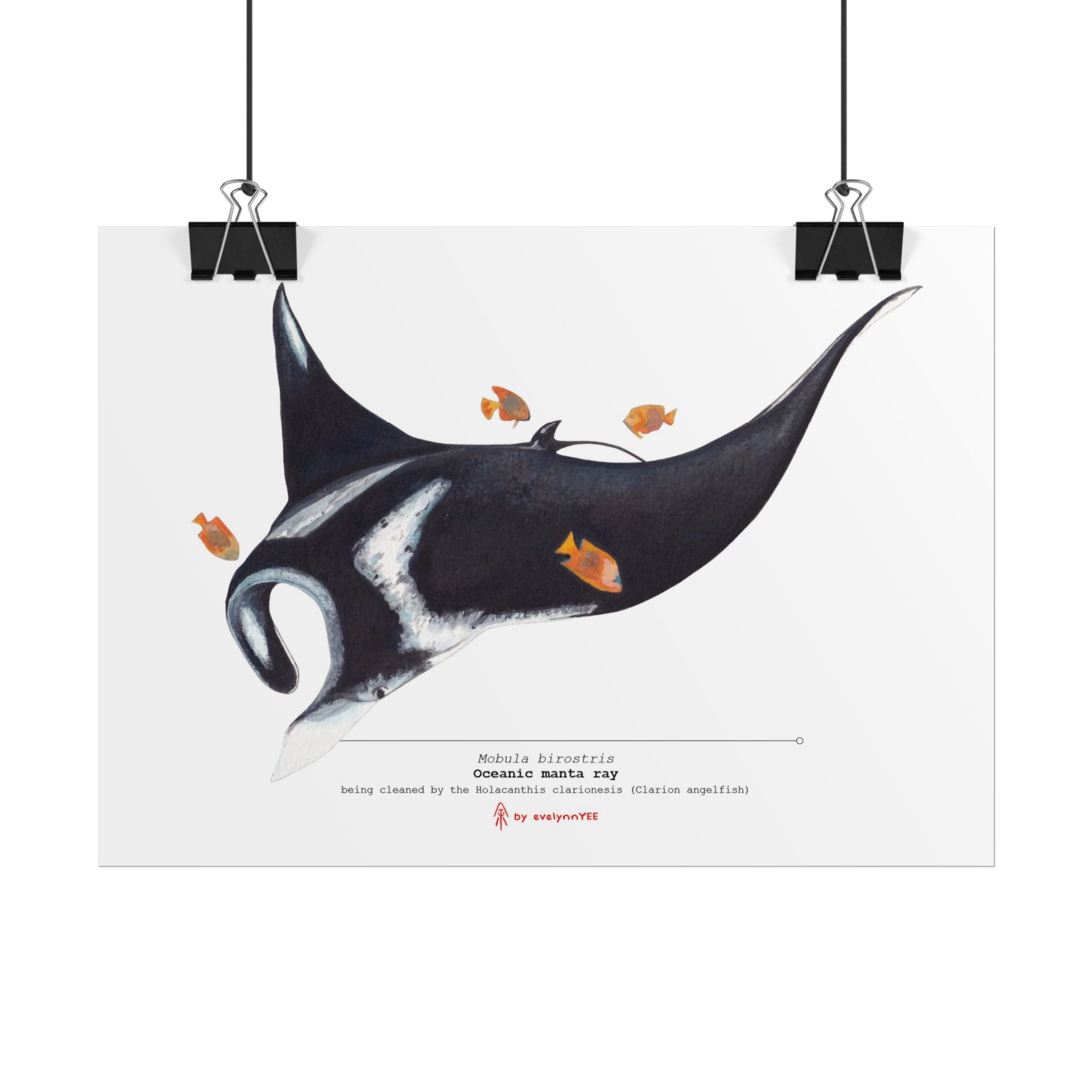 Oceanic Manta Ray